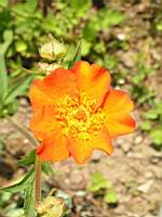Geum chiloense (fam Rosacees) (Andes) (4) (Photo F. Mrugala)